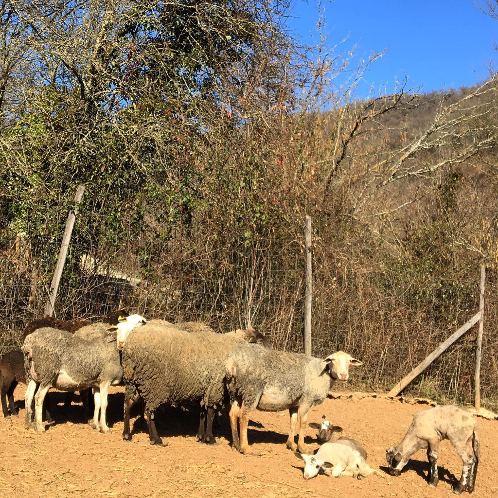 murcia ovejas cordero febrero 2019