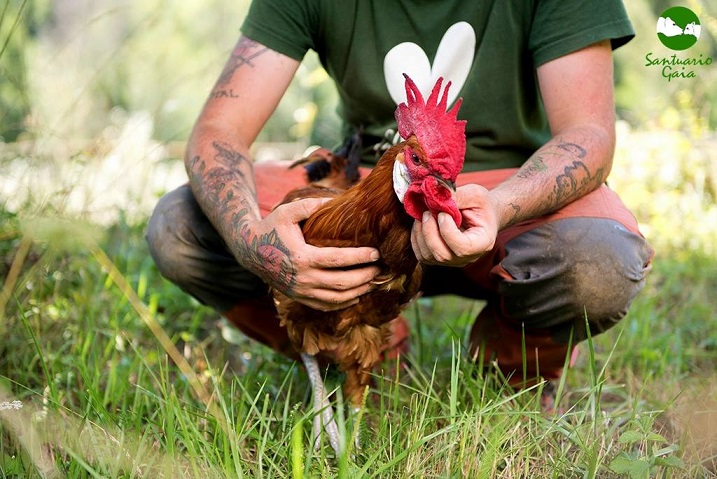 Conoce a las gallinas y qué les gusta hacer cuando son libres | Santuario Gaia Conoce a las gallinas y qué les gusta hacer cuando son libres | Santuario Gaia