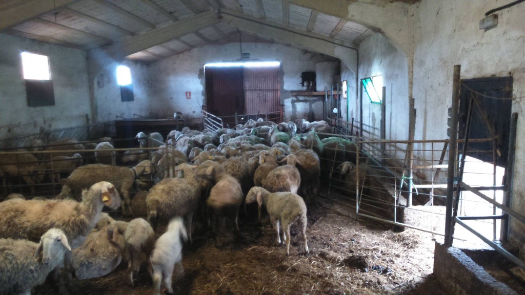 Navarrete 36 ovejas