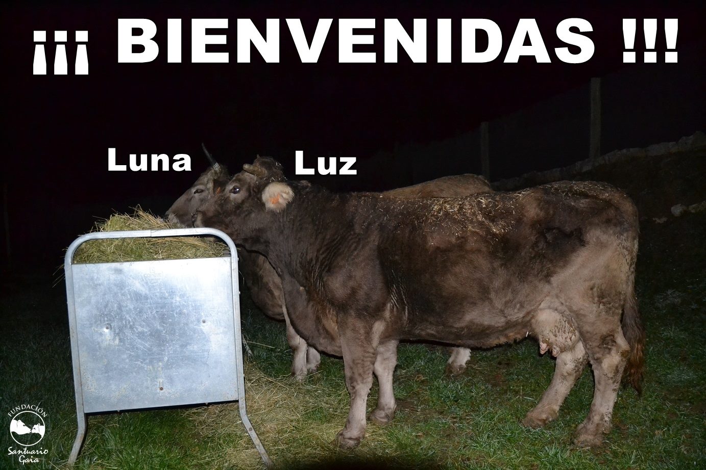 Luz Luna