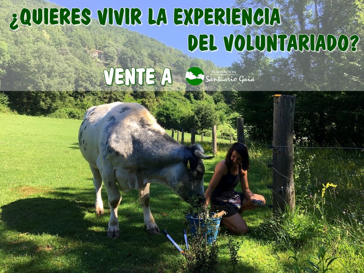 voluntarido
