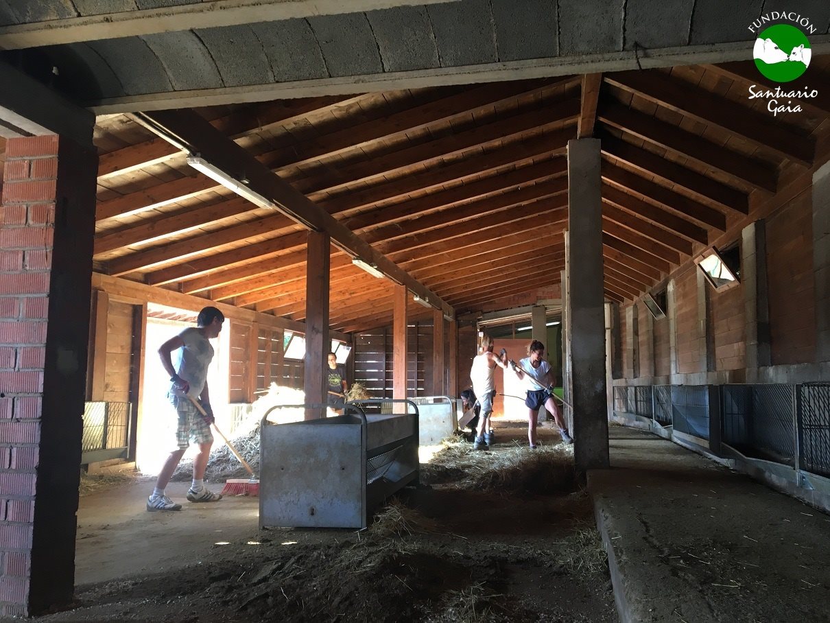 voluntarios tareas trabajo