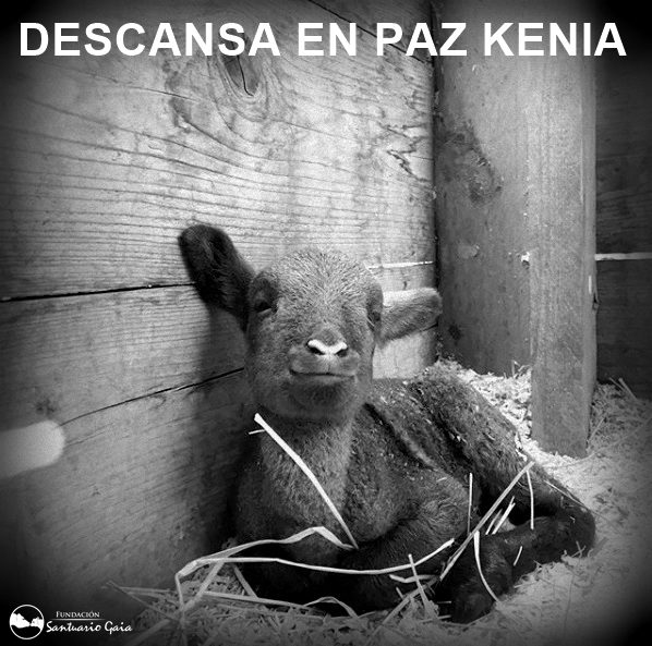 kenia