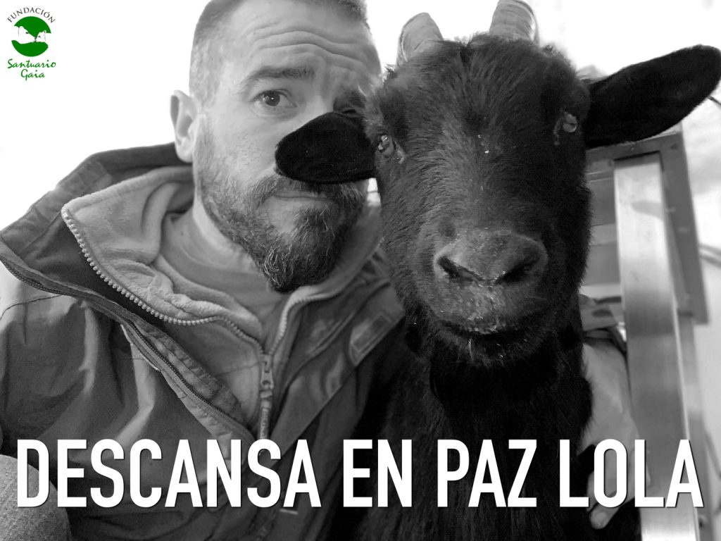 lola