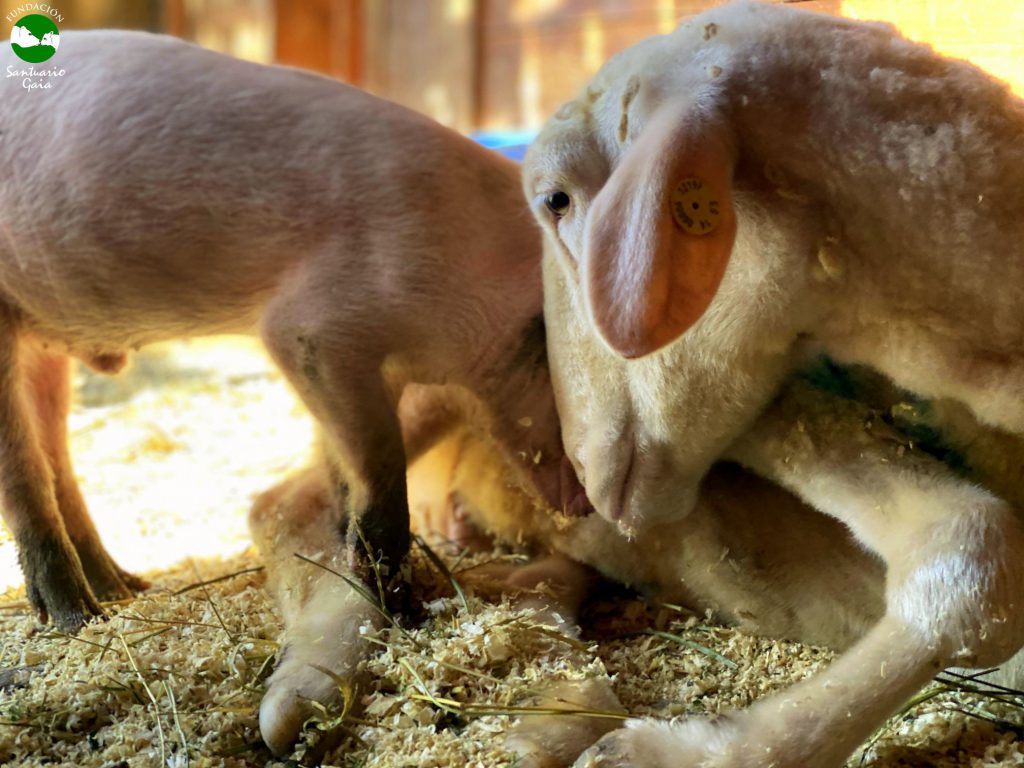 miguelito monica