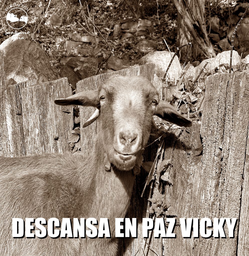 RIP VICKY