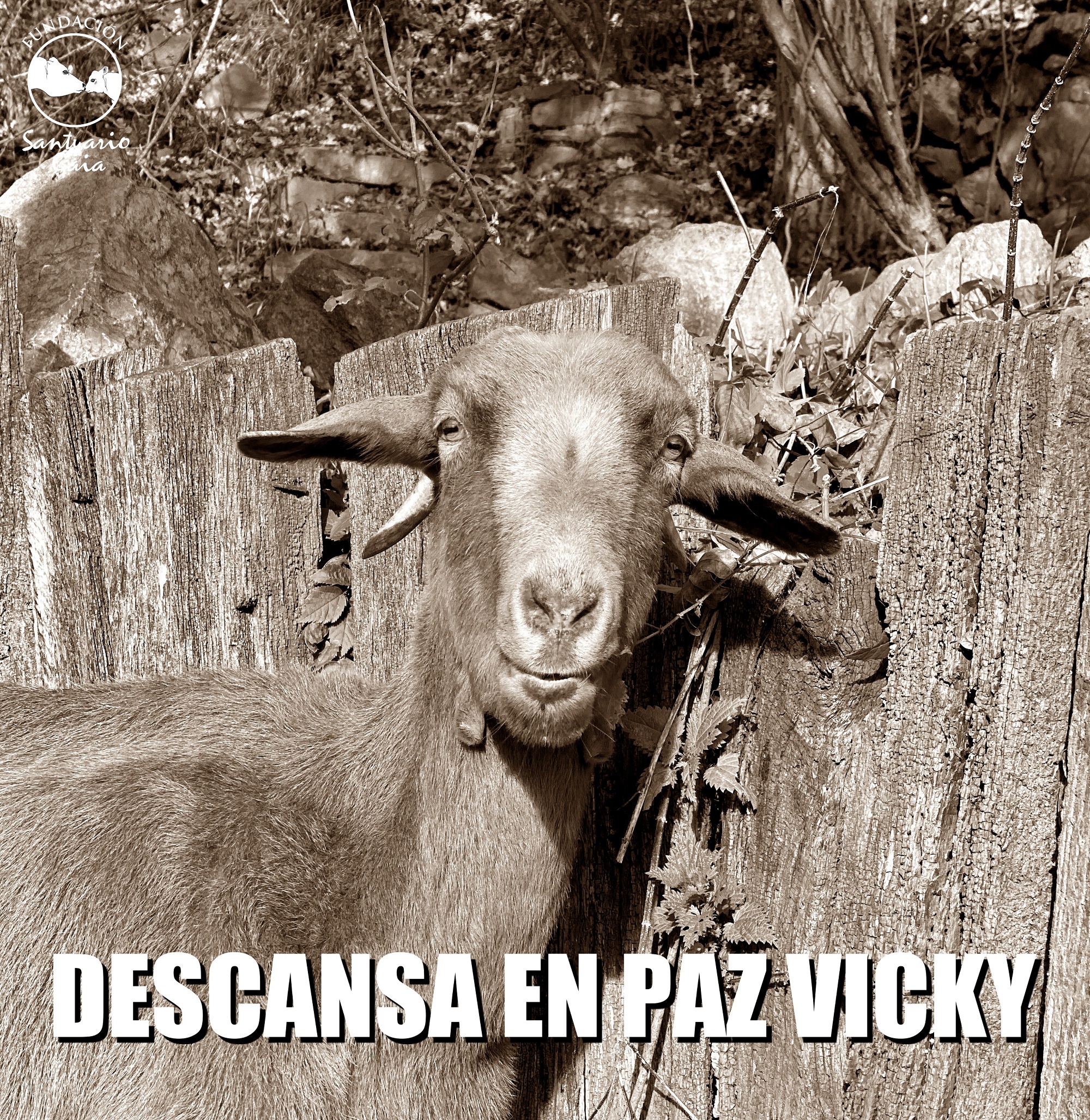 RIP VICKY