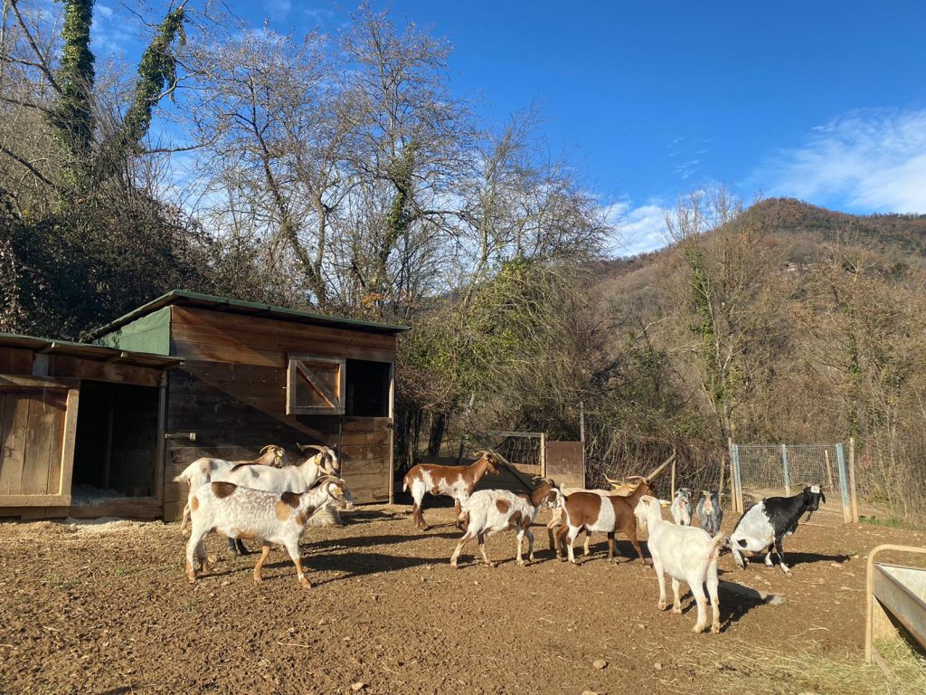 EFRAÍN, JASIRA, ASHIA, SIHAM, SIKA, MAGA, OFELIA, NOA, AMARANDA, MALIBEA, LUA, BERNARDA, ELANOR