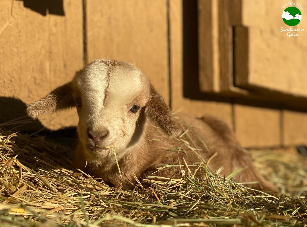 Gina es la hija de Ashia y ha nacido en el refugio de animales Santuario Gaia de Camprodon