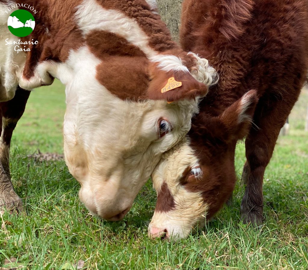 La vaca Ramona y su hija Zuriñe rescatadas por el refugio de animales Santuario Gaia situado en Camprodon