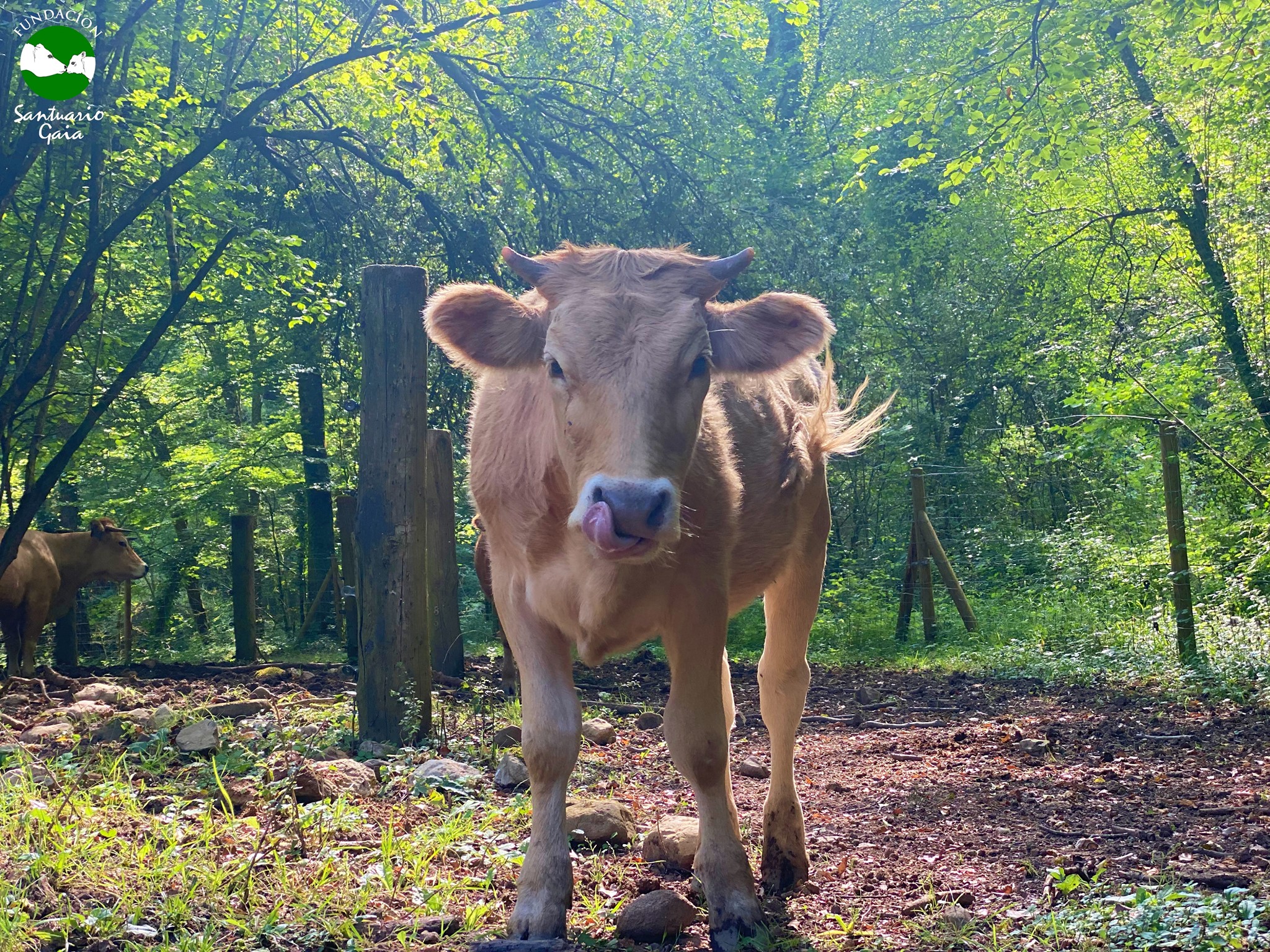 amalia