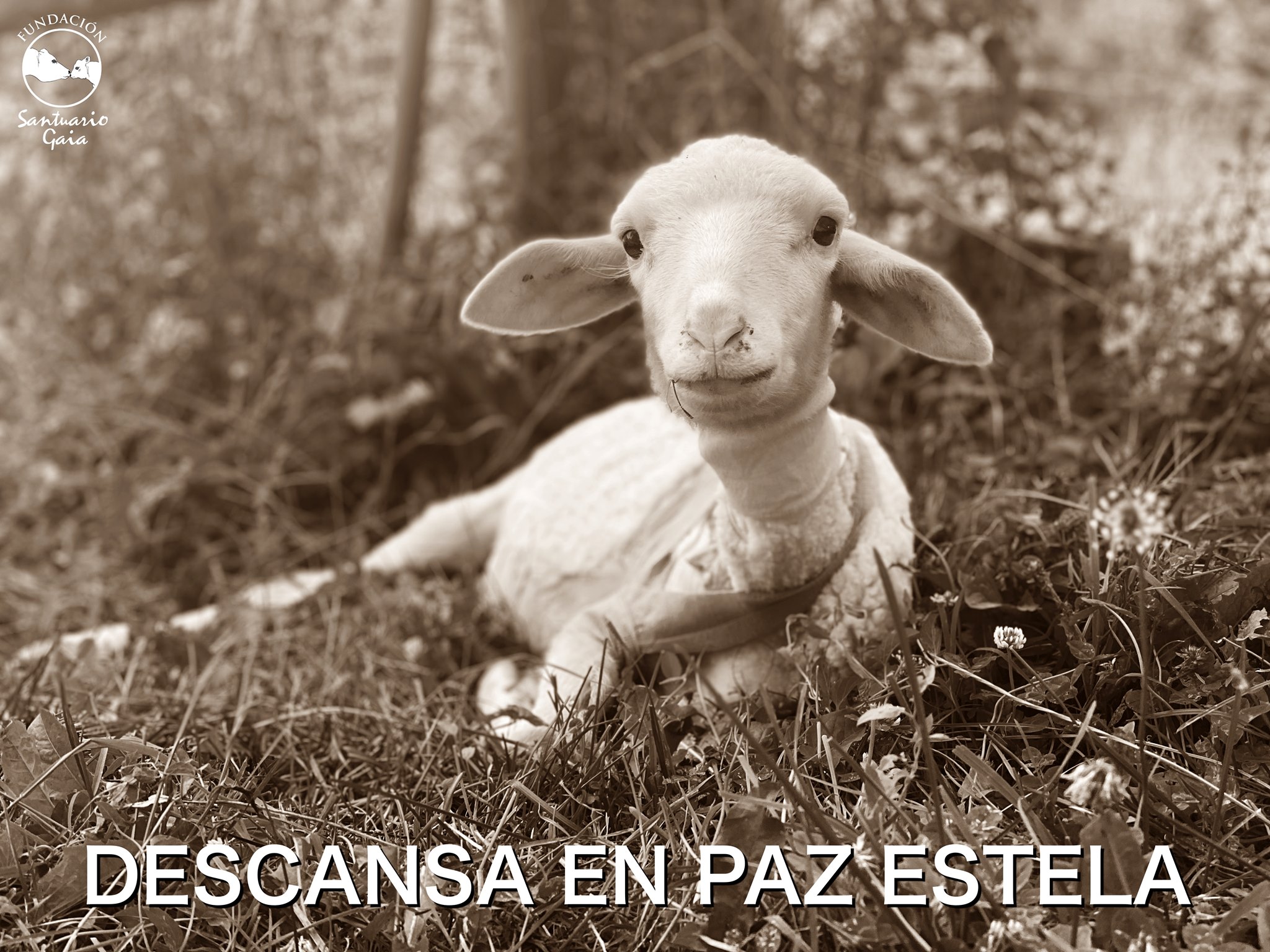 estela