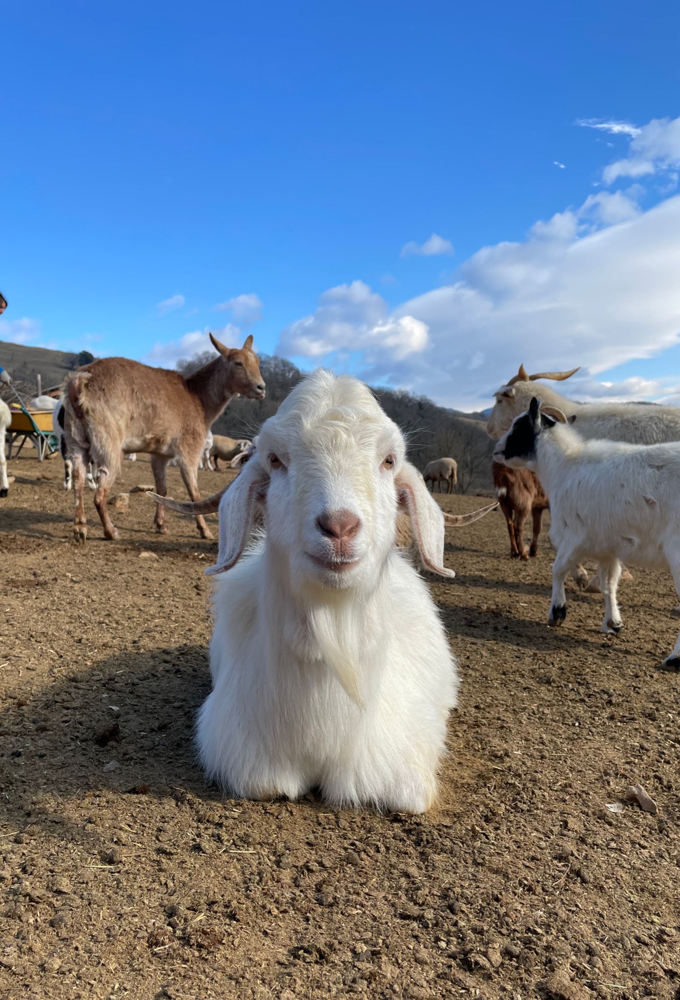 MARCELO