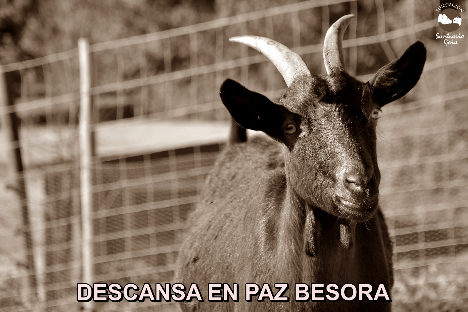 DEP BESORA
