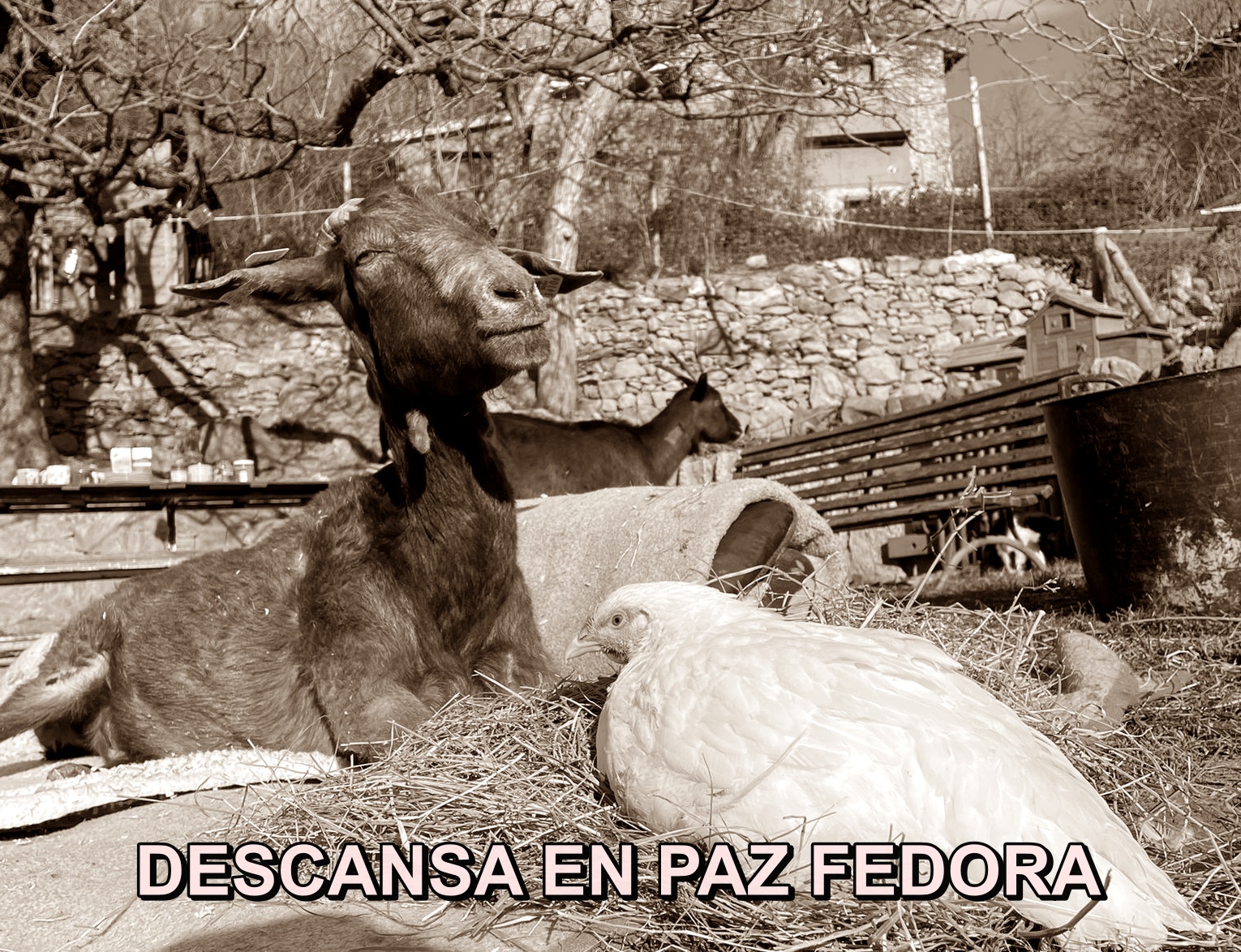 DEP FEDORA