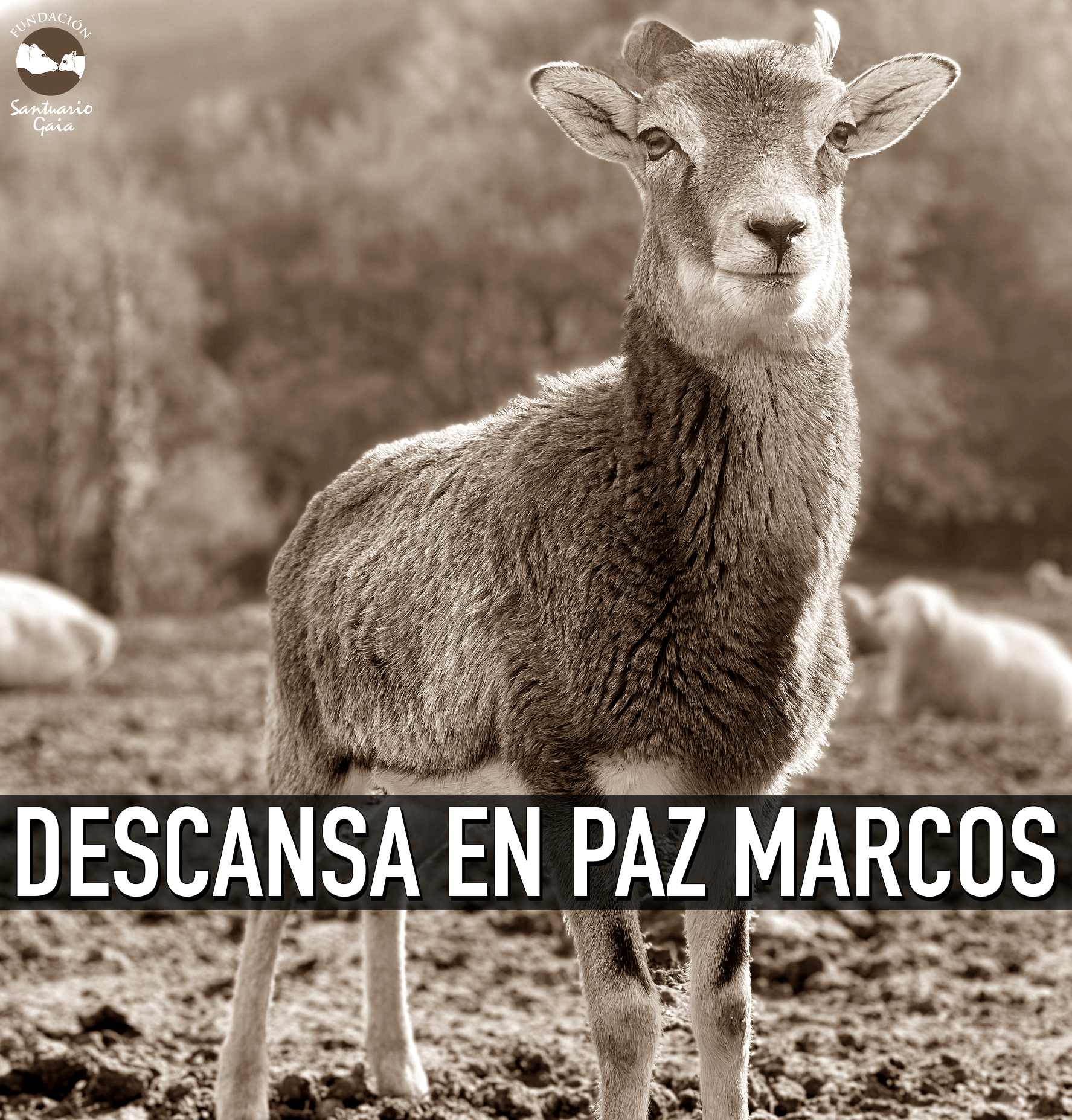 MARCOS 1